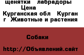 щенятки - лабрадоры › Цена ­ 10 000 - Курганская обл., Курган г. Животные и растения » Собаки   